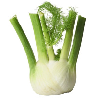 FENOUIL