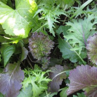 MESCLUN DE CRUCIFERES DE LUXE BIO