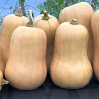 COURGE PONCA BABY BUTTERNUT BIO