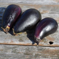 AUBERGINE BLACK BIO