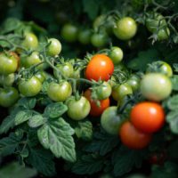 TOMATE CERISE RED ROBIN BIO