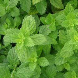 MELISSE OFFICINALE BIO