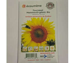 TOURNESOL MAMMOUTH GÉANT BIO