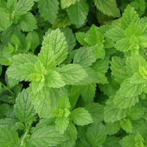 MELISSE OFFICINALE BIO