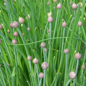 CIBOULETTE DE JARDIN BIO