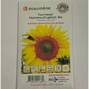 TOURNESOL MAMMOUTH GÉANT BIO